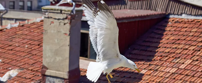 Residential Chimney Animal Removal Solution in Miami Beach, FL
